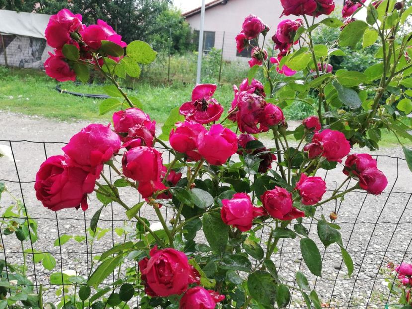  - Red Eden Erik Tabarly