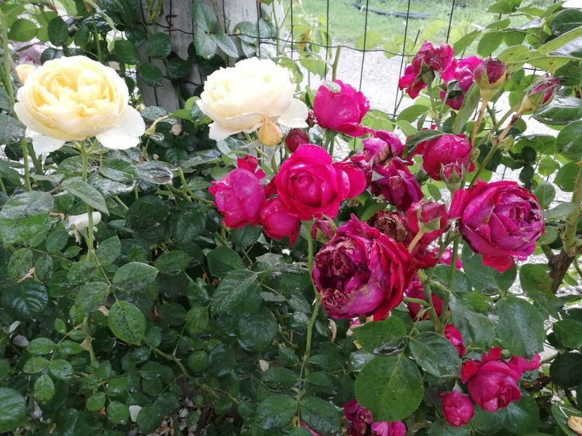  - Red Eden Erik Tabarly