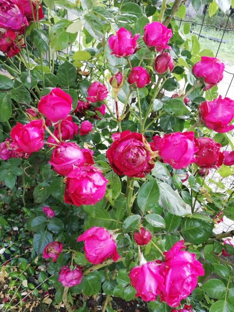  - Red Eden Erik Tabarly