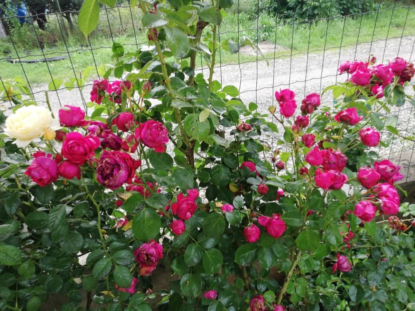  - Red Eden Erik Tabarly