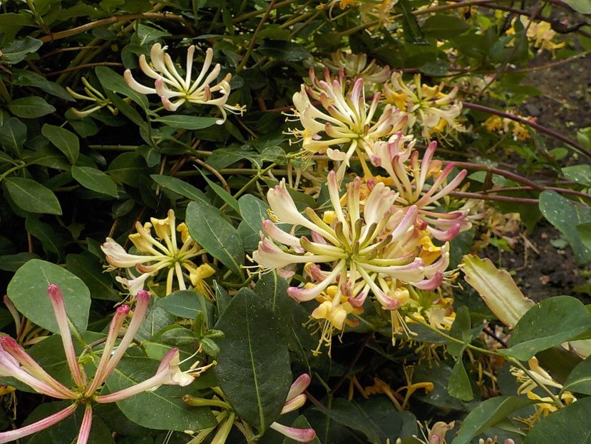  - lonicera