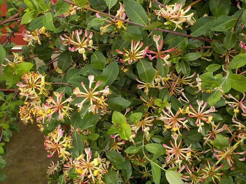  - lonicera