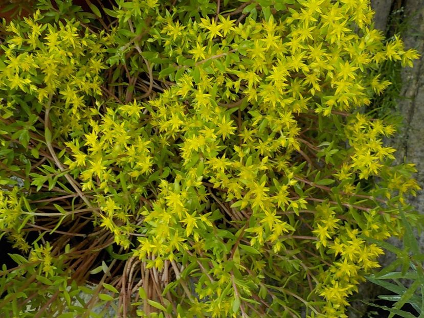  - sedum sarmentosum