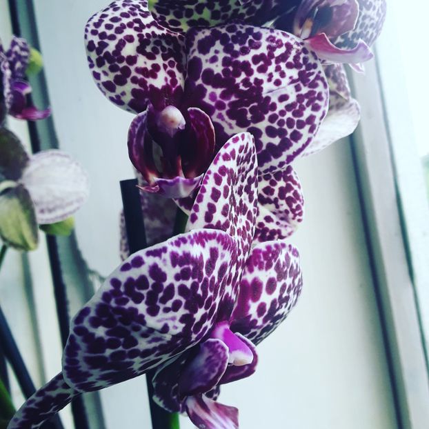  - - O - Fotografii x