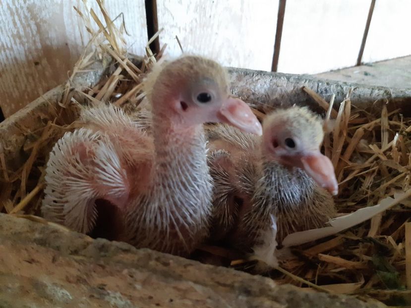  - 05 PUI TEXANI 2020