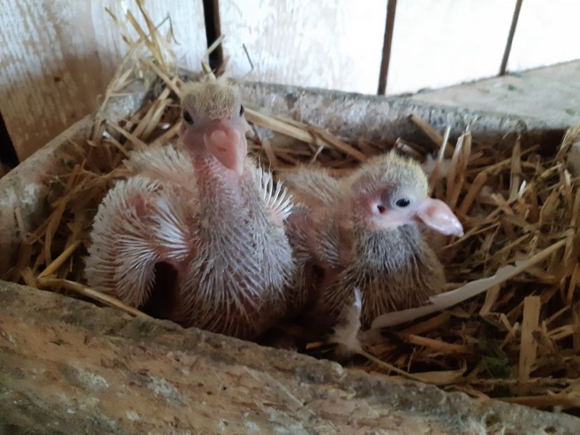  - 05 PUI TEXANI 2020