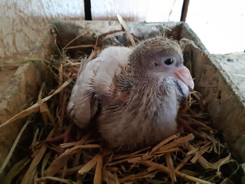  - 05 PUI TEXANI 2020