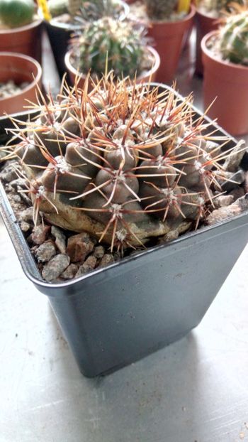 G. gaponii B42 - Gymnocalycium