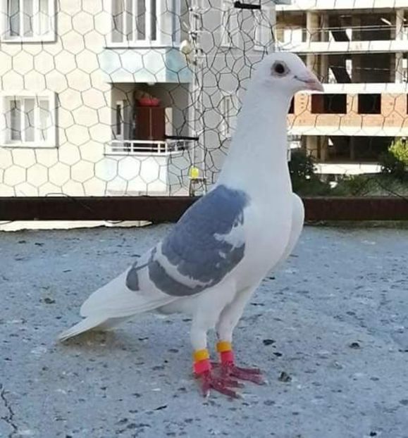  - NU AMI APARTIN 2020