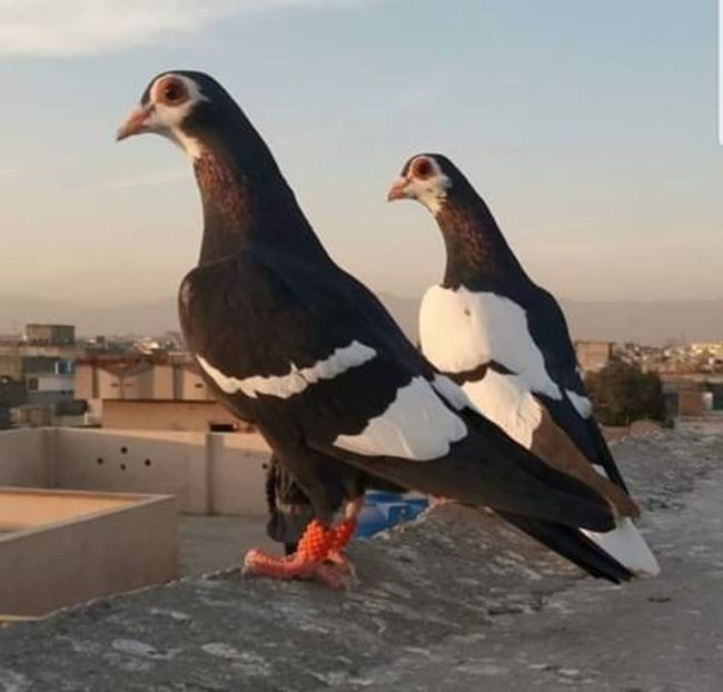  - NU AMI APARTIN 2020