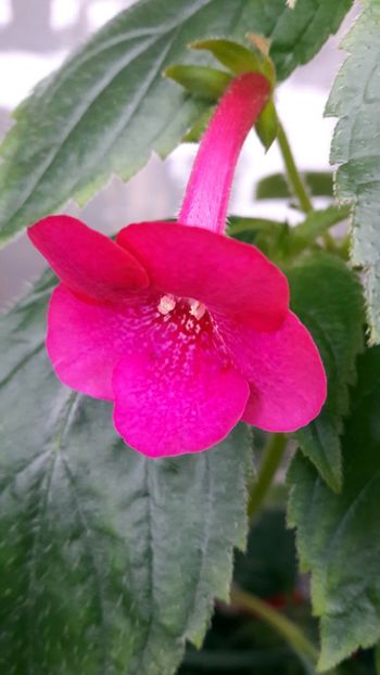  - BriDs Silvia Marinovici