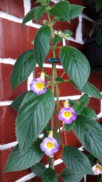  - BriDs Estrella de Oro