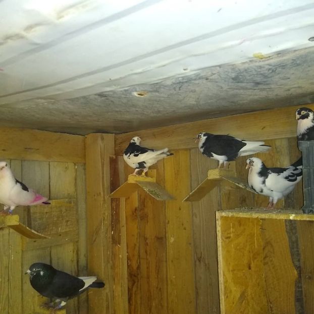  - Porumbeii mei 2020