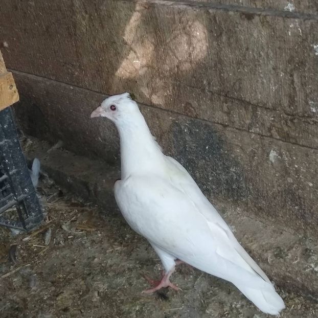  - Porumbeii mei 2020