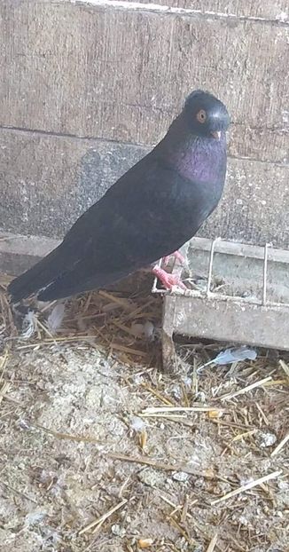 received_520413748849700 - Porumbeii mei 2020