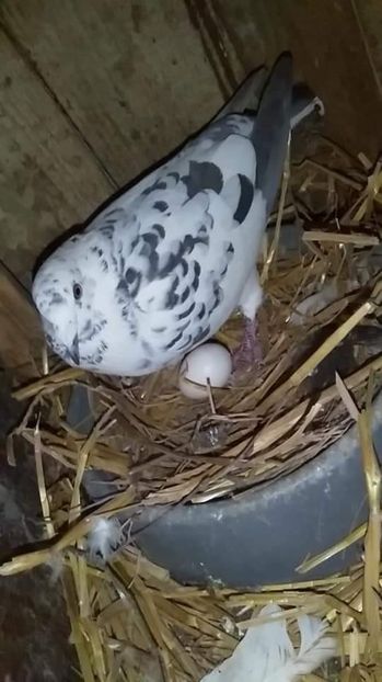 received_2767769853322055 - Porumbeii mei 2020