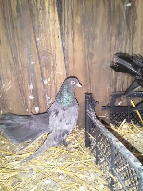 received_2611981895788403 - Porumbeii mei 2020