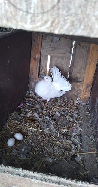 received_668881327272197 - Porumbeii mei 2020