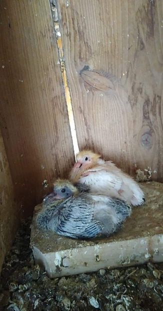 received_2702393756533733 - Porumbeii mei 2020