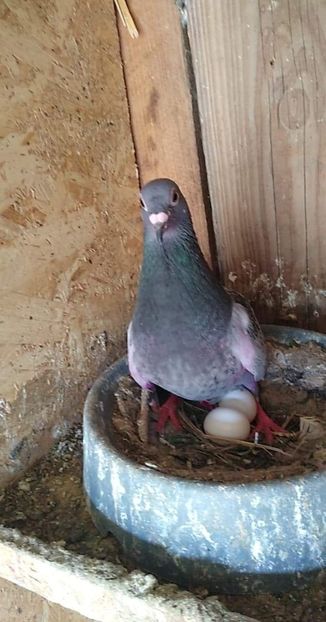 received_1568613239961448 - Porumbeii mei 2020