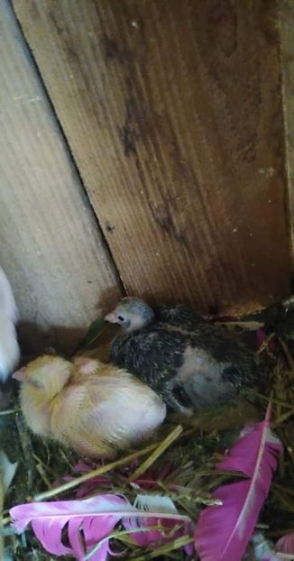 received_543116829677640 - Porumbeii mei 2020