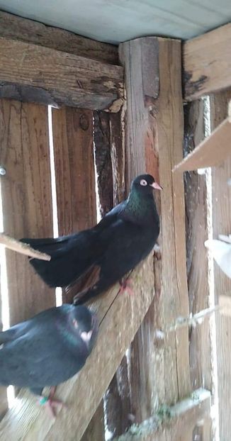 received_619981541917634 - Porumbeii mei 2020