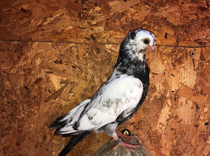 8685  mascul  2020_1 - pui 2020 BM