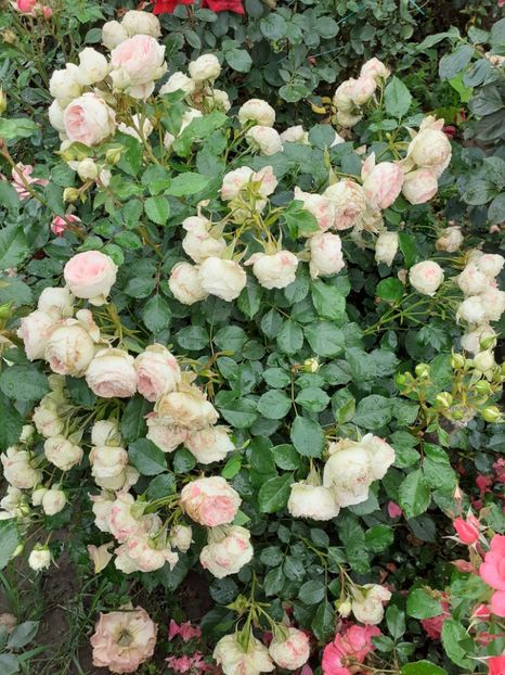  - Pashmina 2018-19 floribunda Kordes 1999