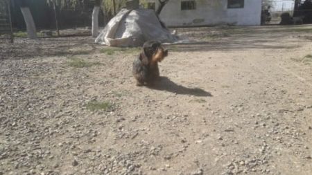  - Teckel cu par sarmos JACK mascul