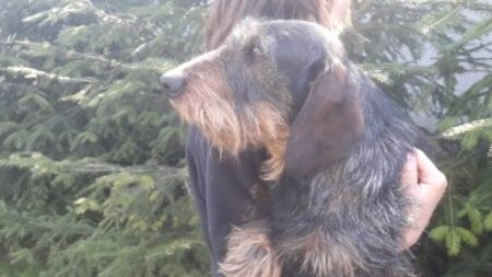  - Teckel cu par sarmos JACK mascul