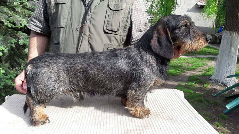  - Teckel cu par sarmos JACK mascul