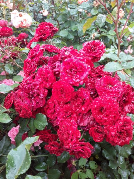  - Lavaglut floribunda Kordes-2019