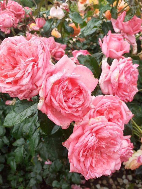  - Emilia Maria sau Molinard floribunda-Delbard 2013 Starkl