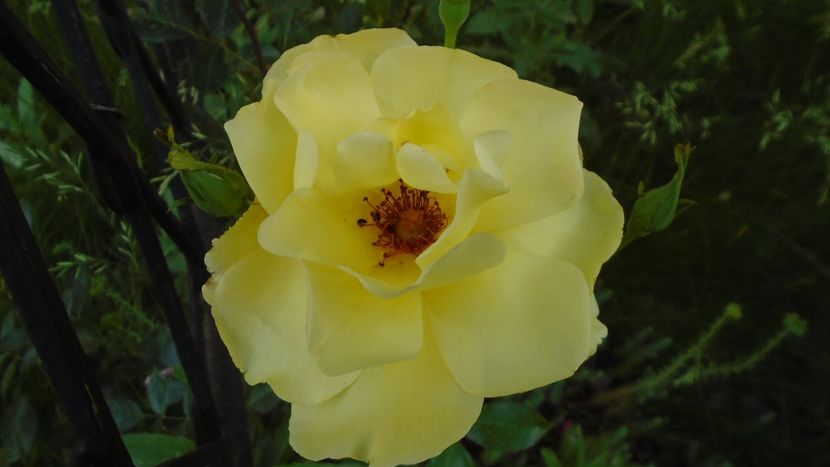 Trandafiri - Primavara 2020