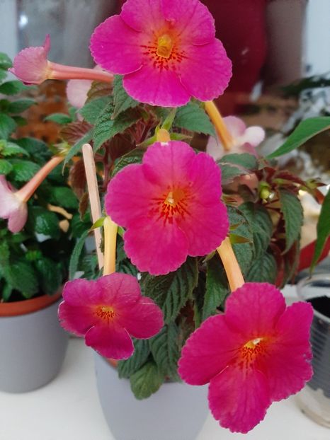  - achimenes-primele incercari