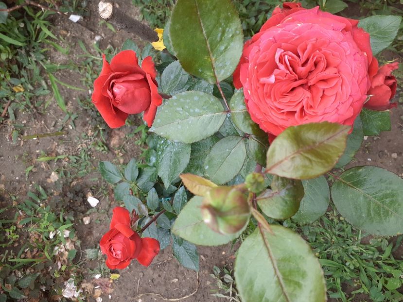  - Noemie de rothschild -