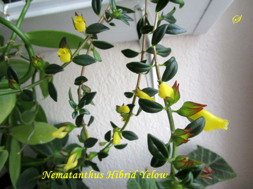 Nem. Hibrid Yellow(15-06-2020) - Gesneriaceae 2020