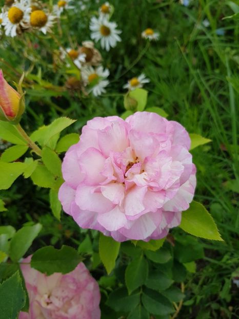  - Flori la baltă 2020