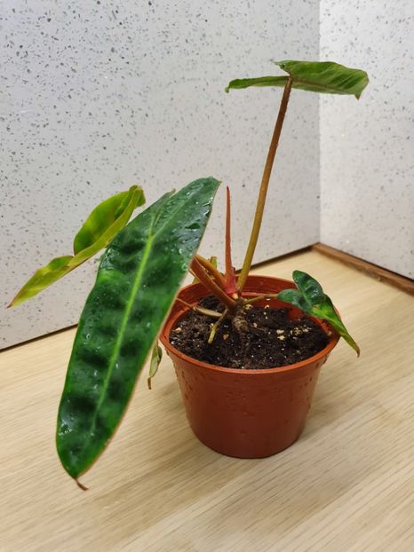 15 Iunie - Philodendron BILLIETIAE