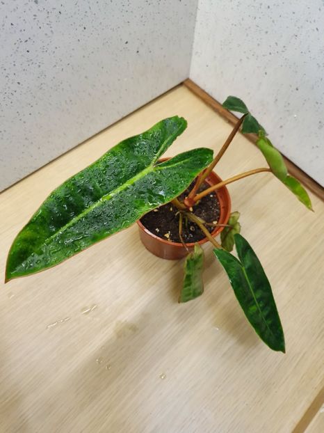 15 Iunie - Philodendron BILLIETIAE