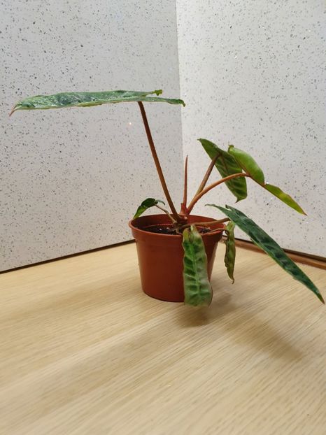 15 Iunie - Philodendron BILLIETIAE