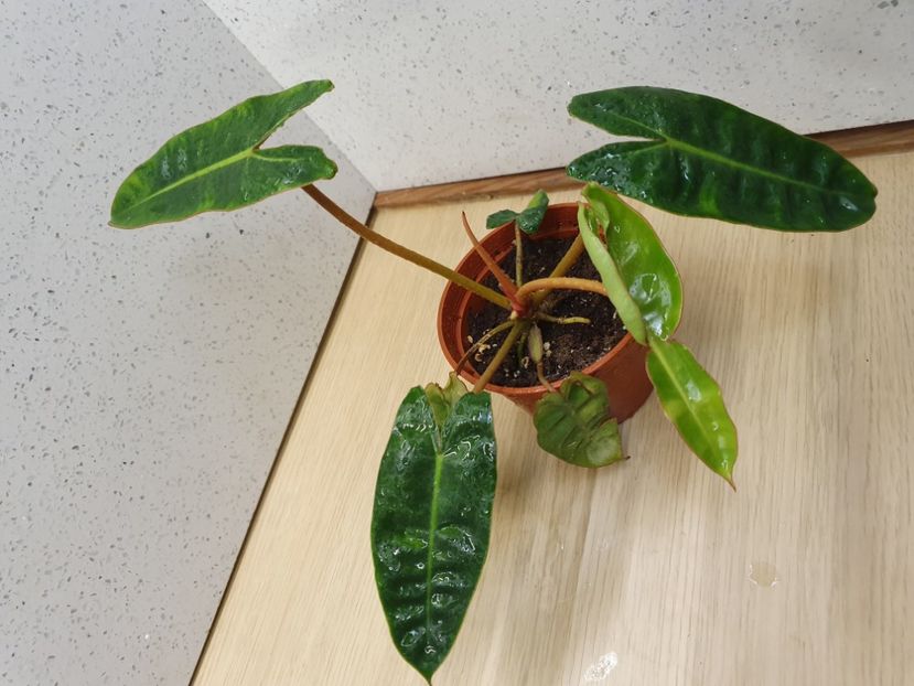 15 Iunie - Philodendron BILLIETIAE