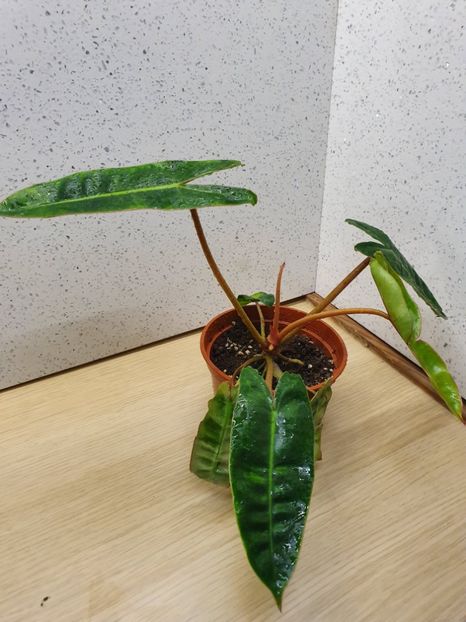 15 Iunie - Philodendron BILLIETIAE