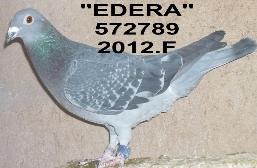 2012.0572789..F EDERA - Copy - 2 MATCA 2020