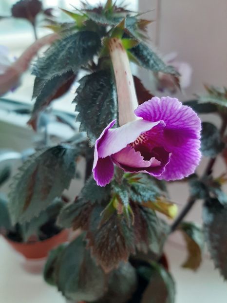  - achimenes-primele incercari