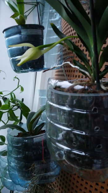 angraecum "Lady Lisa"x sesquipedale - Orhidee_3_monopodiale