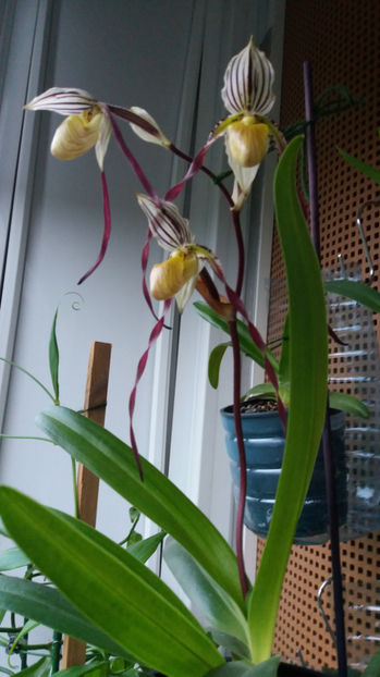 Paphiopedilum philippinense - Orhidee_5_simpodiale fără pseudobulbi