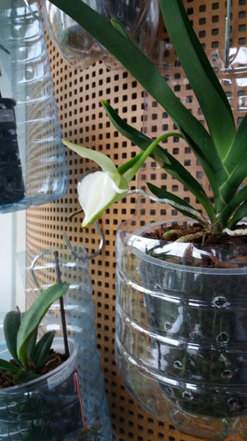 angraecum "Lady Lisa"x sesquipedale - Orhidee_3_monopodiale