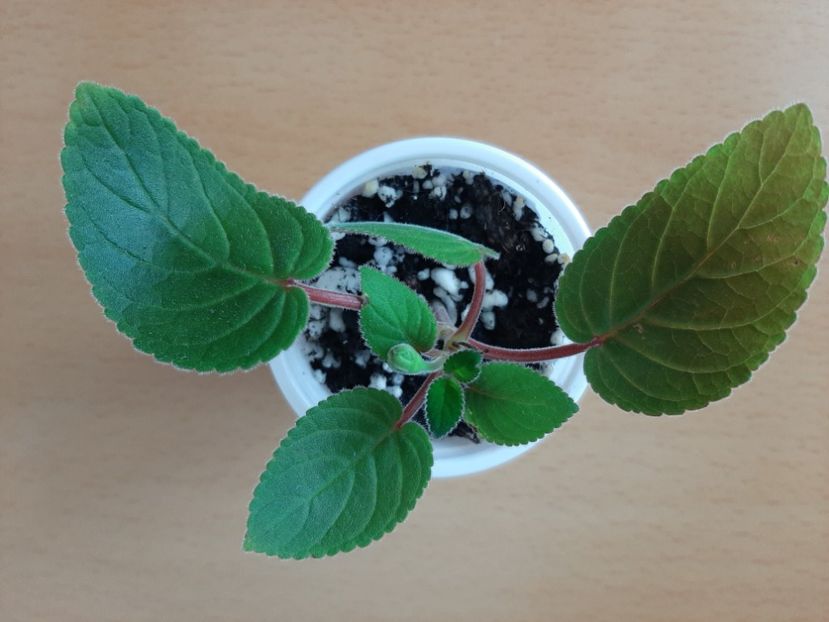  - HCY Merry go Round