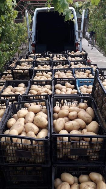 received_2616975905233769 - legumicultura --ocupatia mea